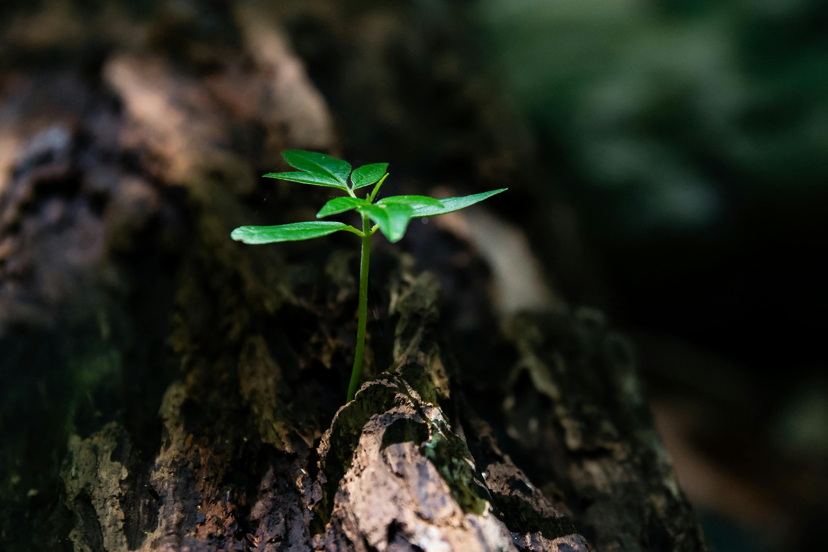 A young seedling growing from wood